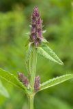 Betonica officinalis. Верхушка побега с развивающимися соцветиями. Беларусь, Витебская обл., пос. Езерище, сухой лужок. 12.06.2014.