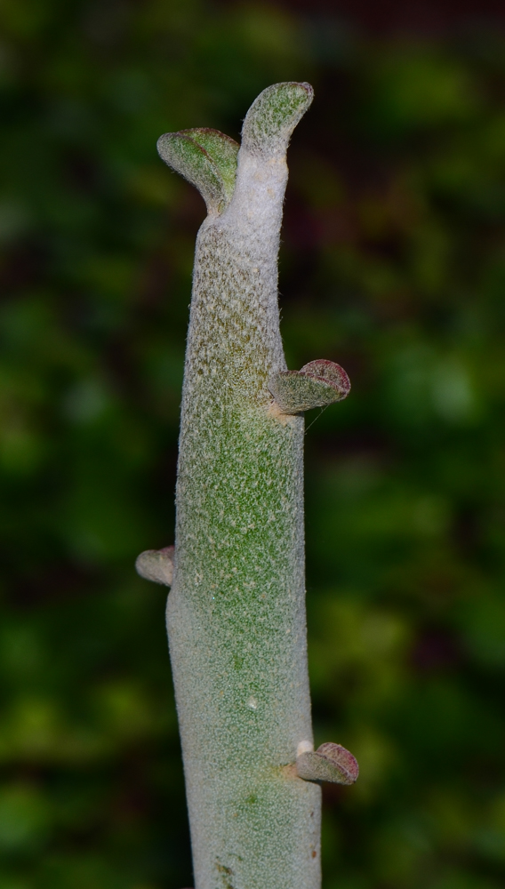 Image of Euphorbia lomelii specimen.