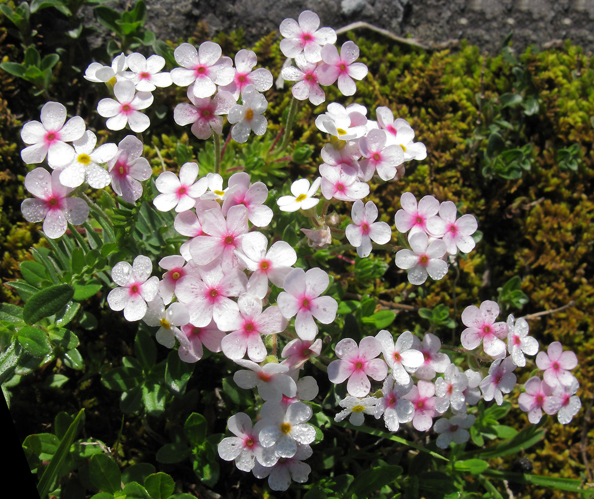 Image of Androsace barbulata specimen.