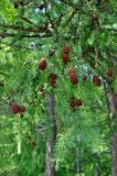 Larix sibirica