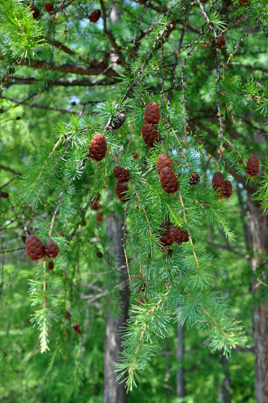 Image of Larix sibirica specimen.