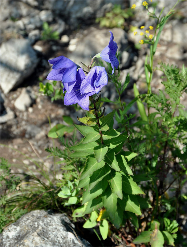 Image of Platycodon grandiflorus specimen.