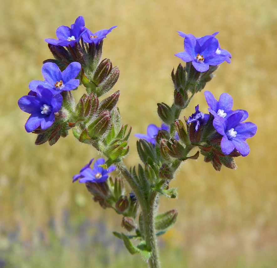 Image of Anchusa officinalis specimen.