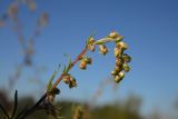 Artemisia campestris. Верхушка цветущего побега. Новгородская обл., г. Боровичи, луговой пригорок недалеко от оз. Сушанское. 08.08.2015.