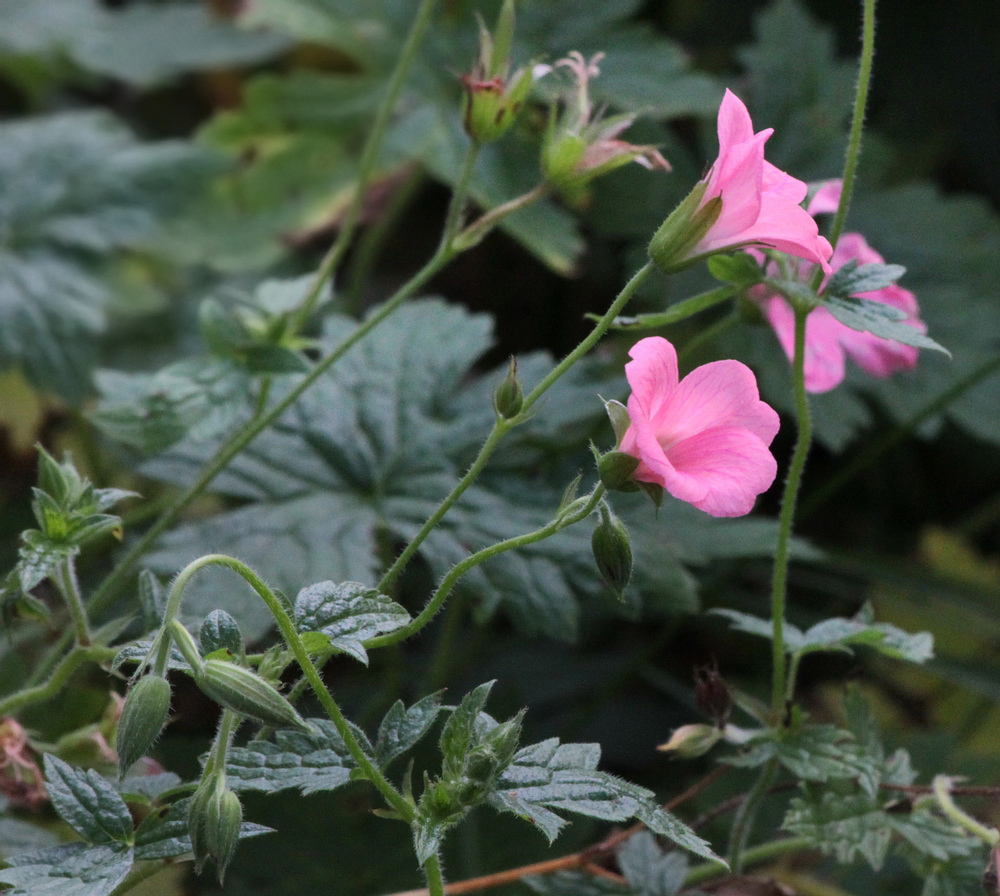 Изображение особи род Geranium.