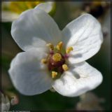 Crambe tataria. Цветок. Чешская республика, Южная Моравия, национальный природный резерват Pouzdřanská step - Kolby, 02.05.2008.