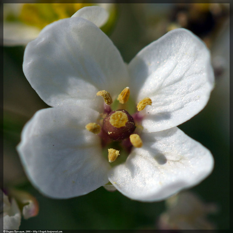 Image of Crambe tataria specimen.