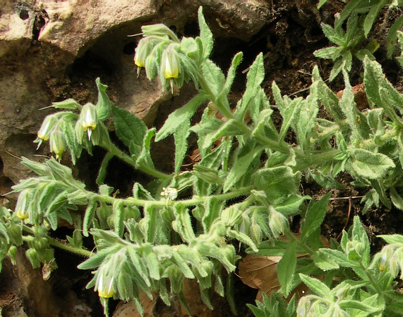 Image of Podonosma orientalis specimen.