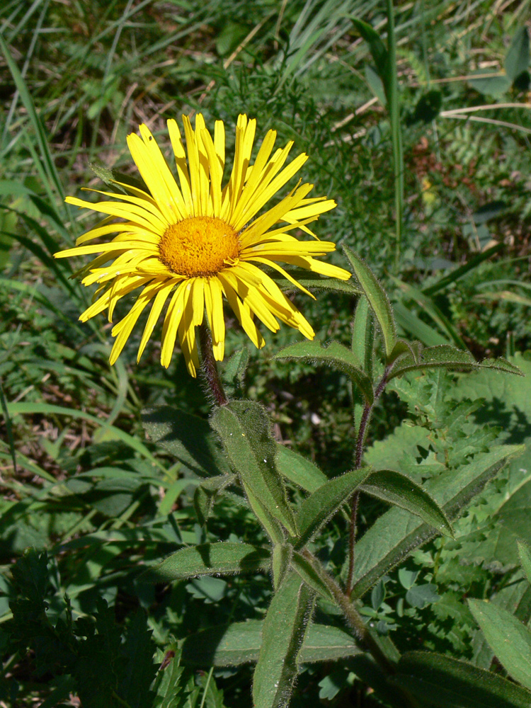 Изображение особи Inula hirta.