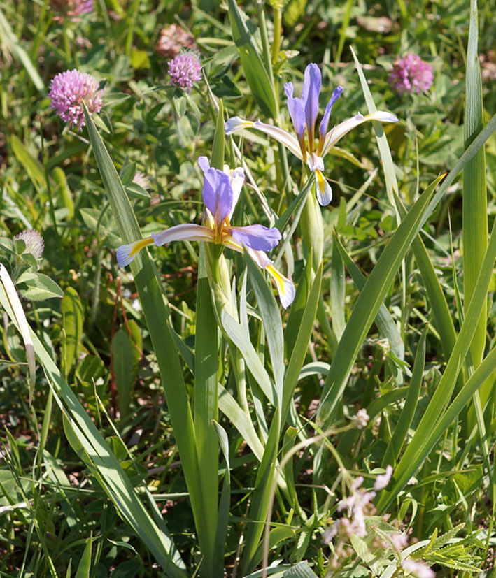 Изображение особи Iris sogdiana.