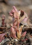 Pulmonaria obscura