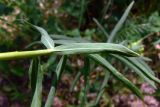 Euphorbia virgata. Лист (обратная сторона). Челябинская обл., окр. г. Челябинск, Золотая горка, берёзовый лес. 03.07.2014.