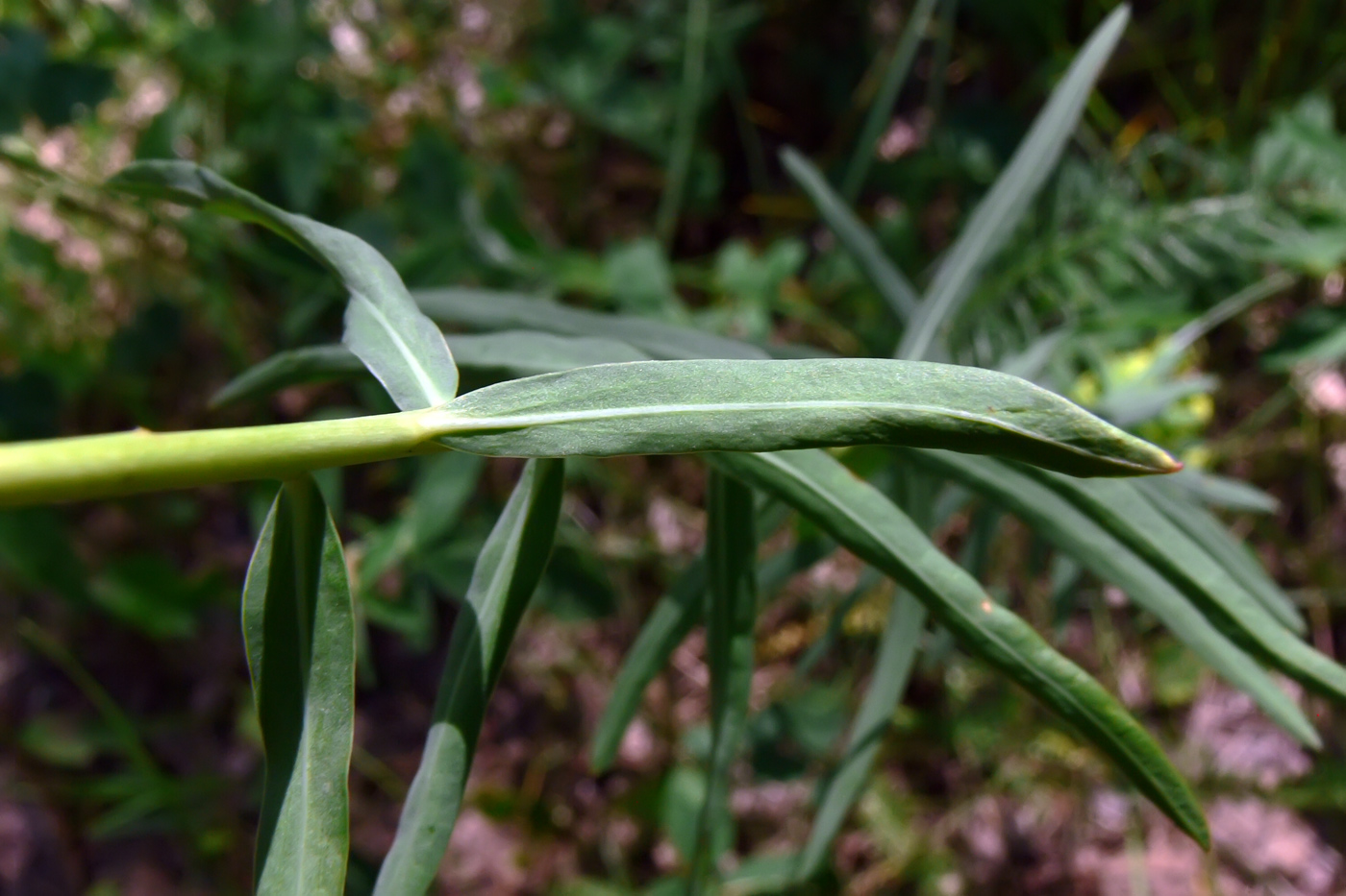 Image of Euphorbia virgata specimen.