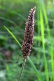 Plantago urvillei. Отцветающее соцветие. Свердловская обл., окр. г. Североуральск, р-н скал Три Брата, обочина дороги между основным руслом р. Вагран и заводью. 24.07.2014.