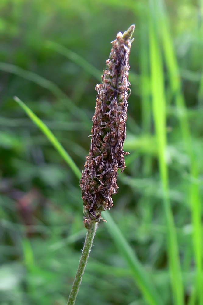 Изображение особи Plantago urvillei.