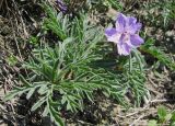Geranium tuberosum
