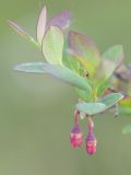 Vaccinium uliginosum. Веточка с цветками. Кировская обл., окр. г. Кирово-Чепецк, торфяное болото. 27.05.2015.