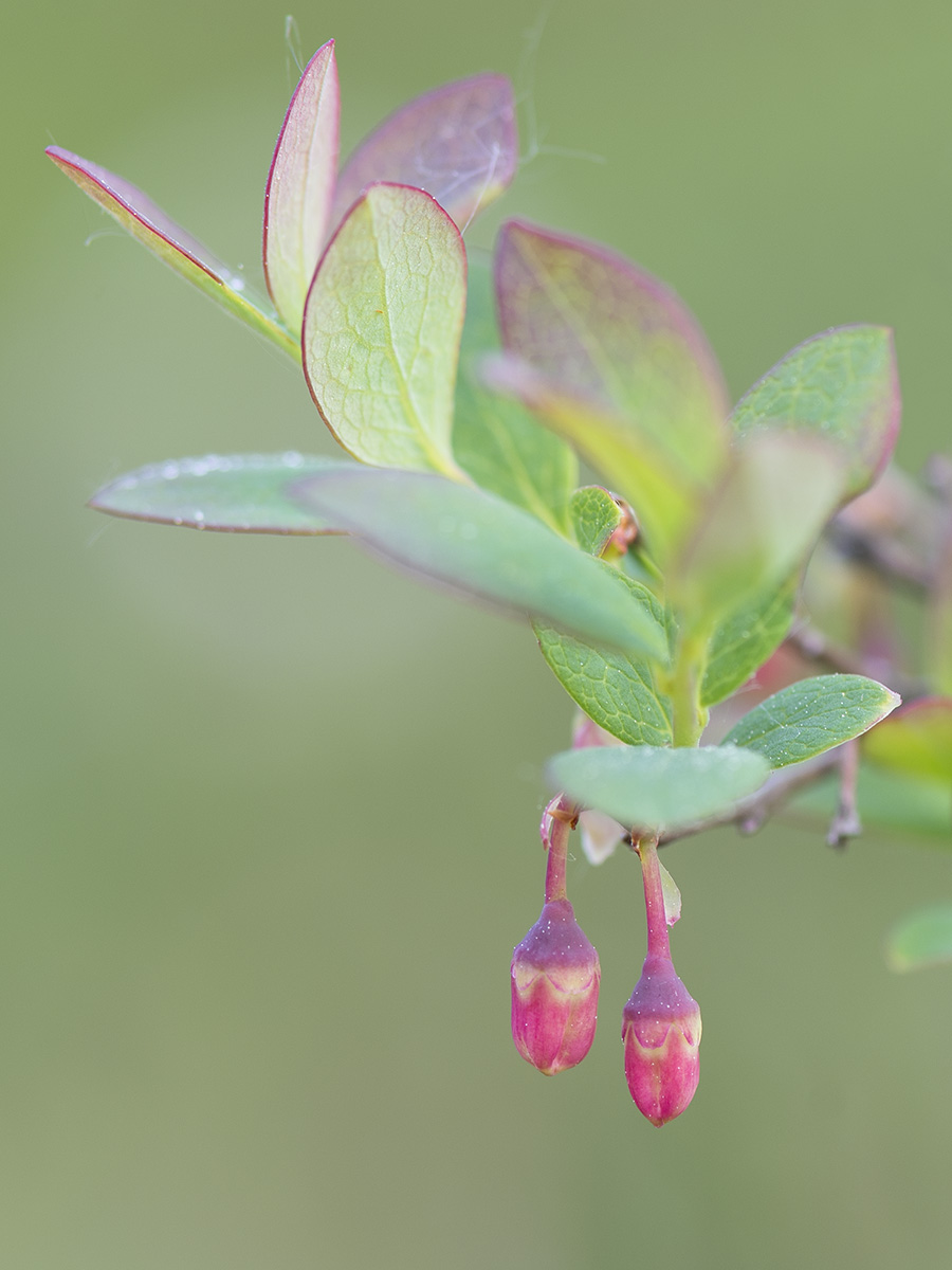 Image of Vaccinium uliginosum specimen.