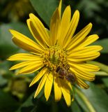 Silphium perfoliatum