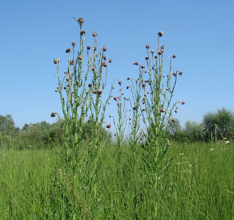 Изображение особи Cirsium pendulum.