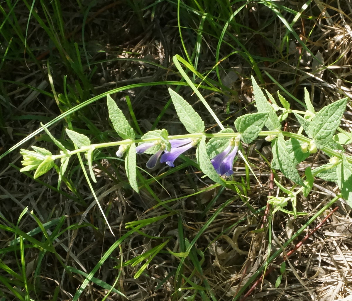 Image of Scutellaria galericulata specimen.