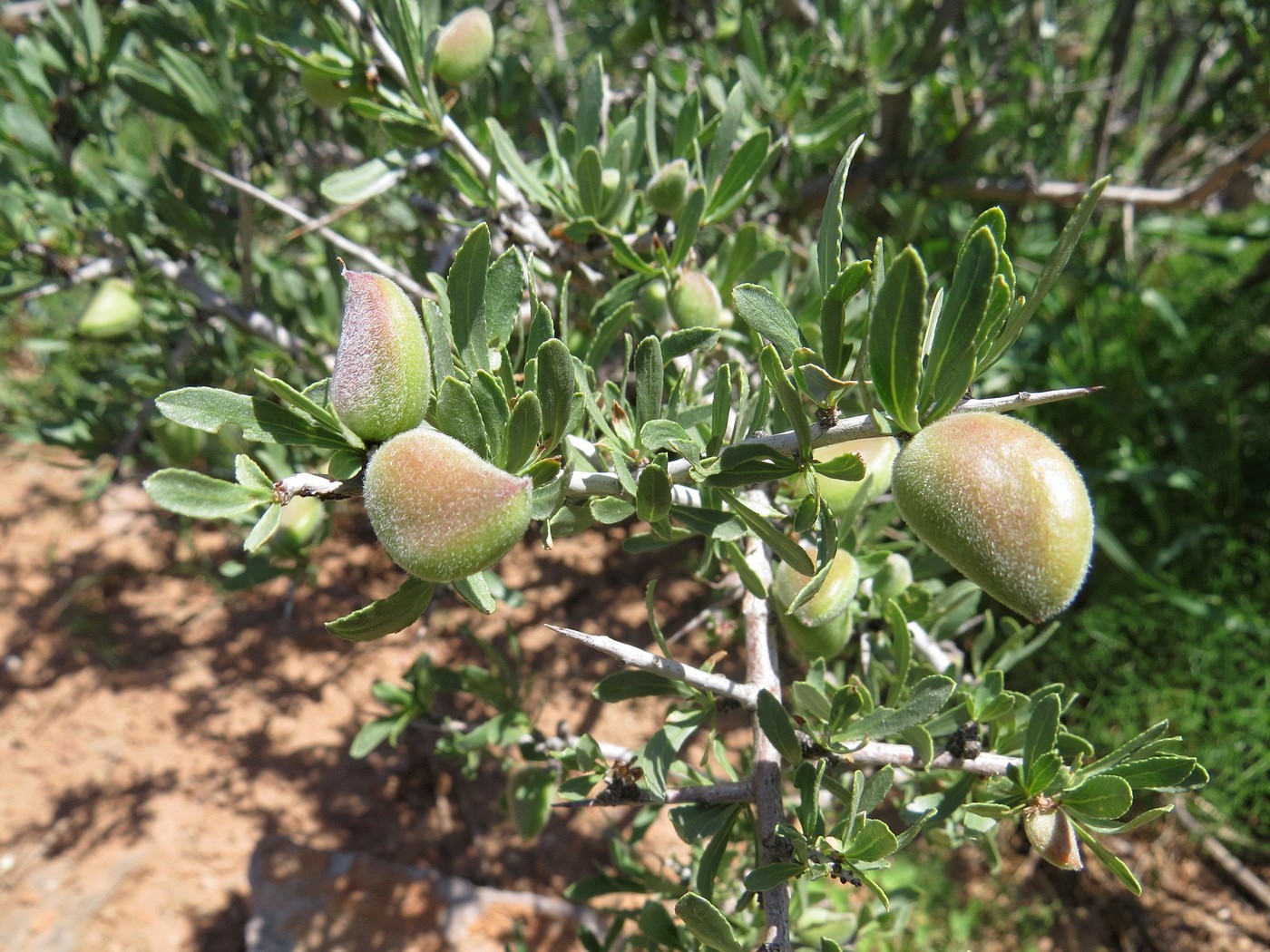 Изображение особи Amygdalus spinosissima.