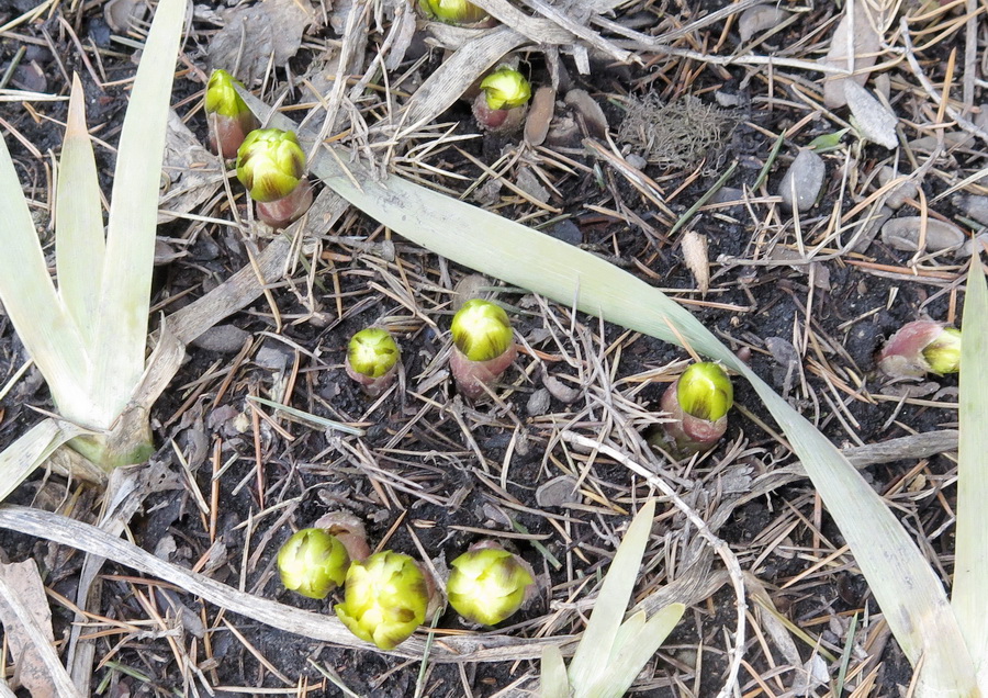 Изображение особи Adonis amurensis.