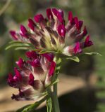 Anthyllis subspecies rubriflora