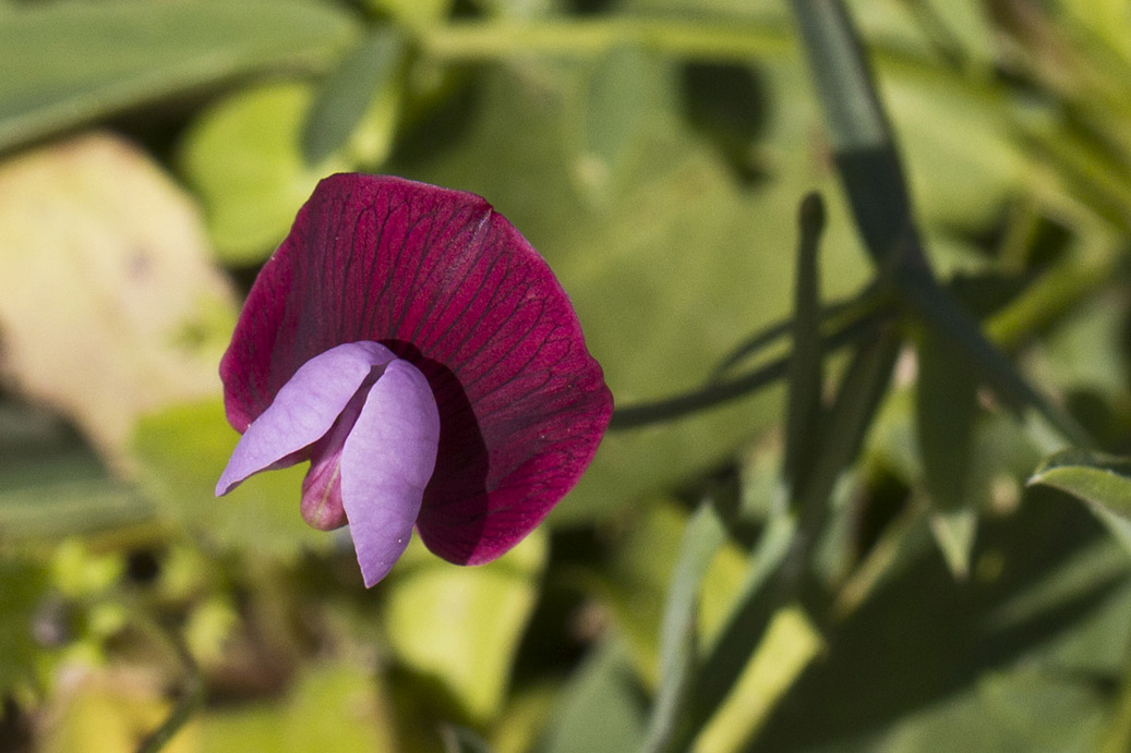 Image of Lathyrus clymenum specimen.