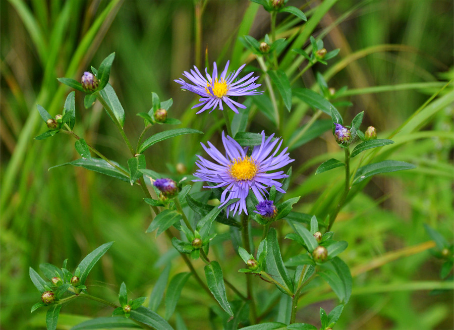 Image of Aster maackii specimen.