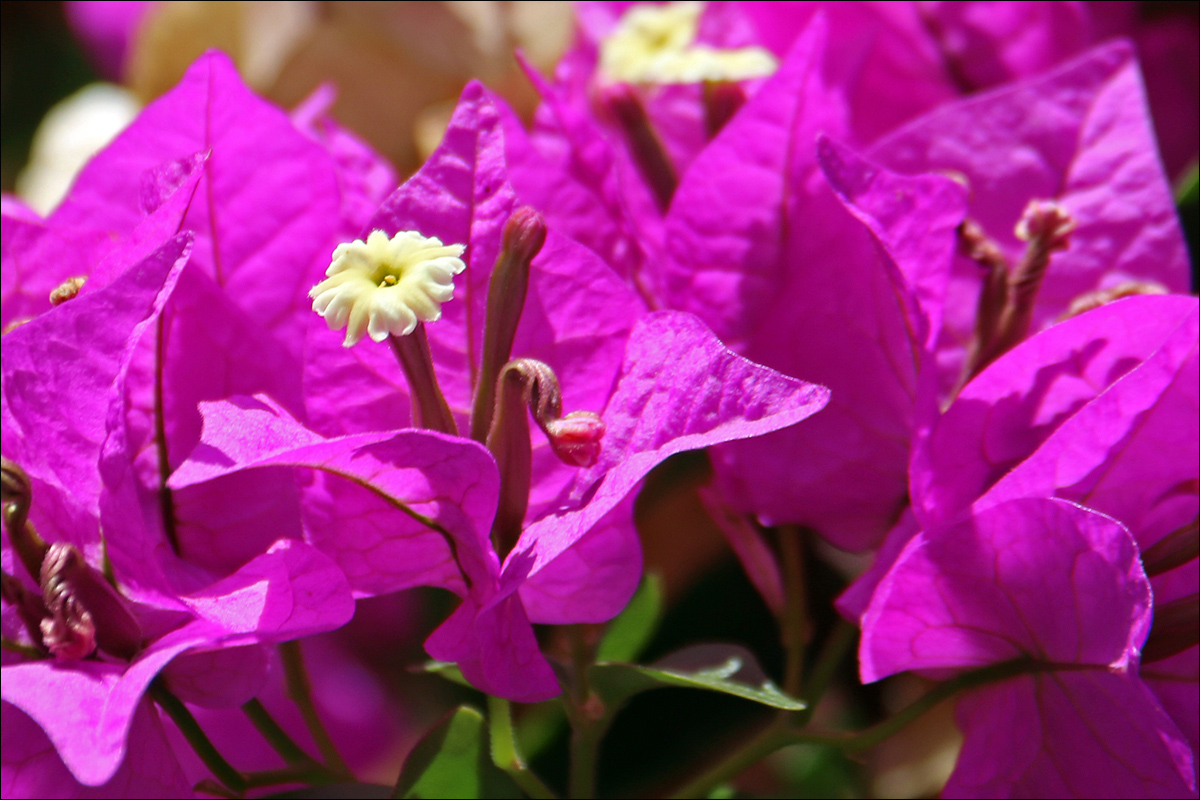 Изображение особи Bougainvillea spectabilis.