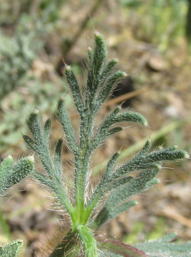 Image of Papaver stevenianum specimen.