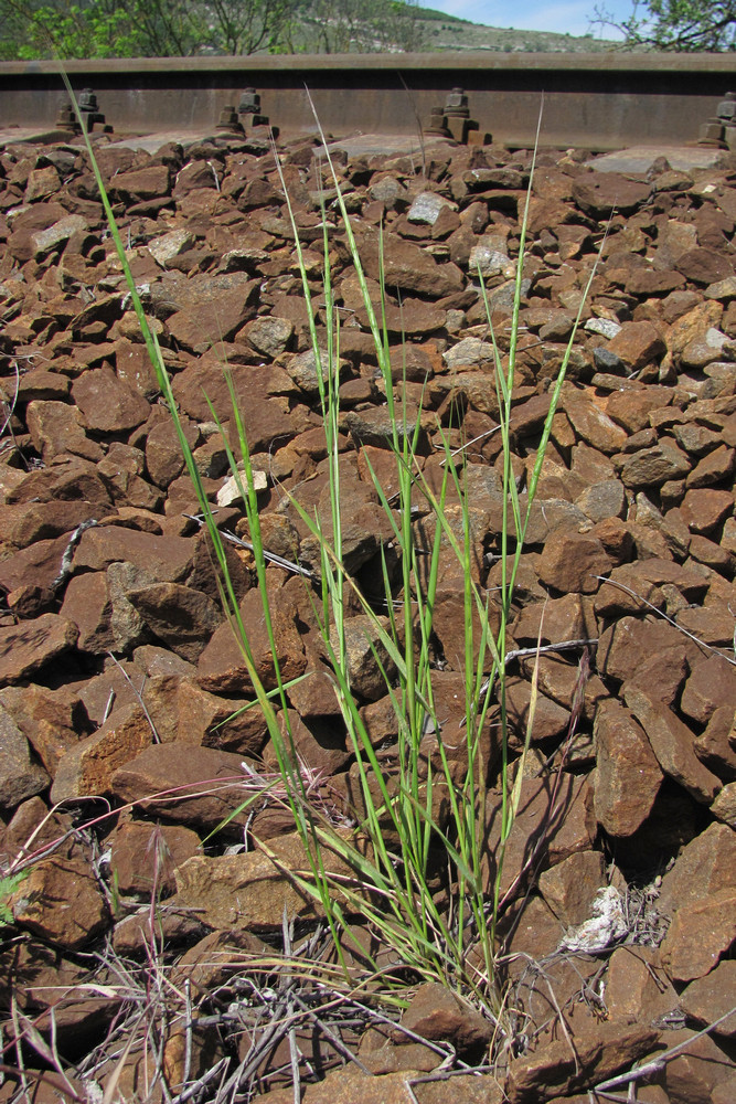 Изображение особи Aegilops cylindrica.