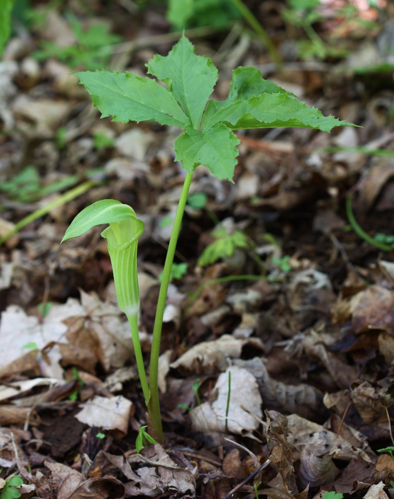 Image of Arisaema komarovii specimen.