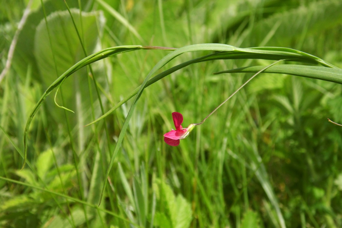 Изображение особи Lathyrus nissolia.