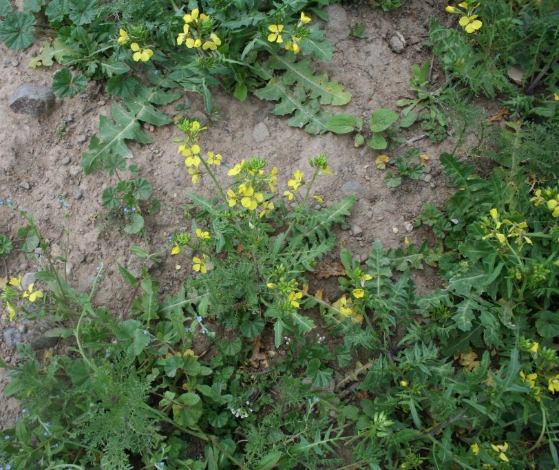 Изображение особи род Sisymbrium.