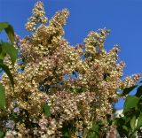 Syringa vulgaris