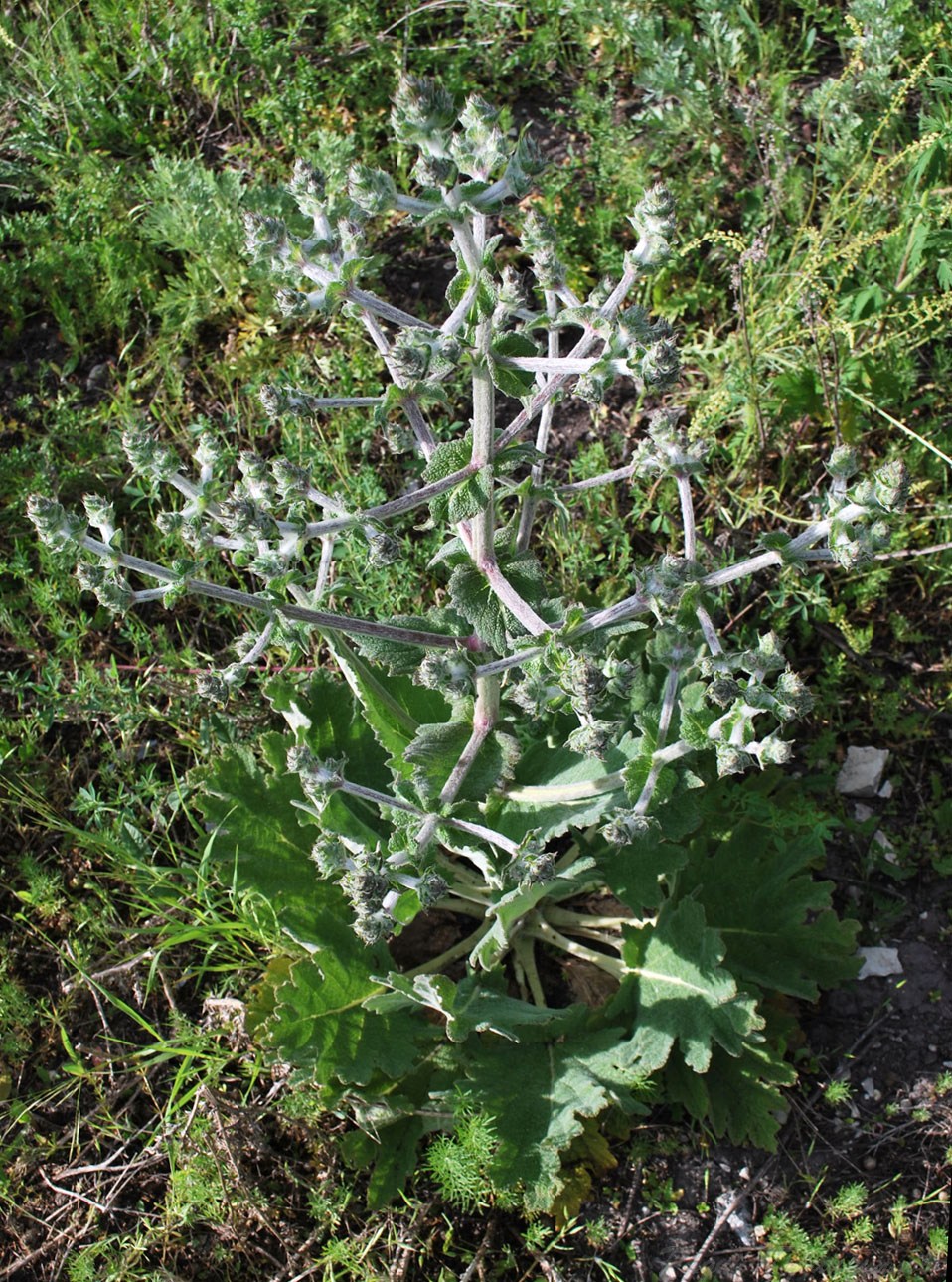 Image of Salvia aethiopis specimen.