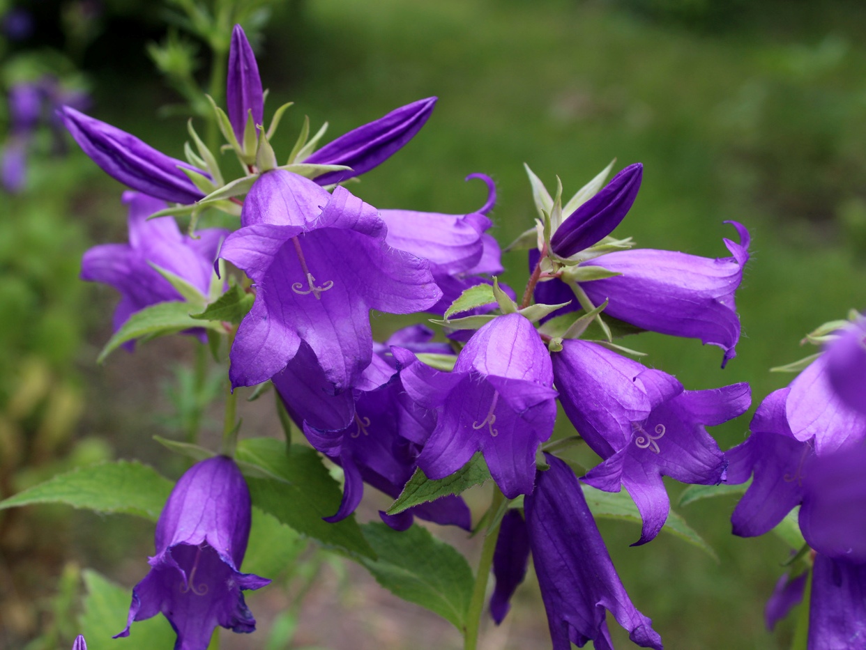 Image of Campanula latifolia specimen.