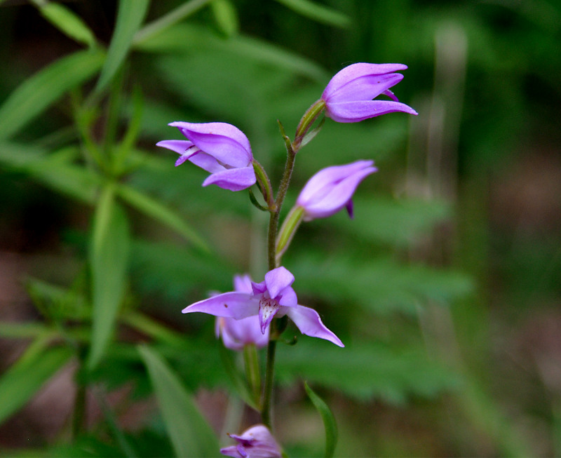 Изображение особи Cephalanthera rubra.