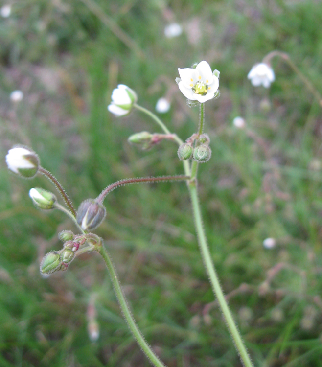 Image of Spergula arvensis specimen.