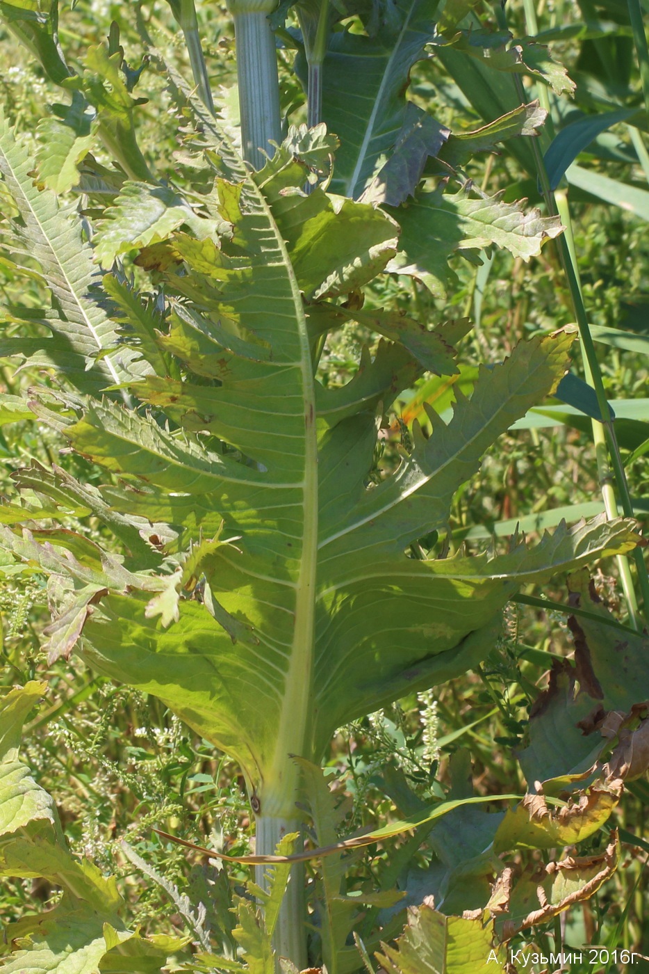 Изображение особи Dipsacus laciniatus.