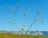 Linum squamulosum