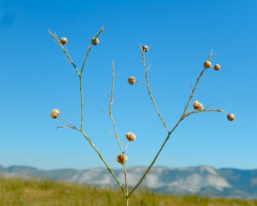 Изображение особи Linum squamulosum.