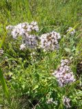 Origanum vulgare
