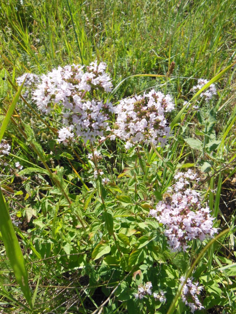 Image of Origanum vulgare specimen.