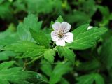 Geranium sibiricum. Верхушка цветущего растения. Ульяновское Заволжье, восстанавливающийся горелый лес, у тропы перед зарослями иван-чая узколистного. 11.08.2016.