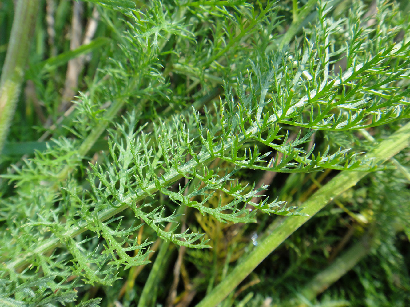 Изображение особи Achillea millefolium.