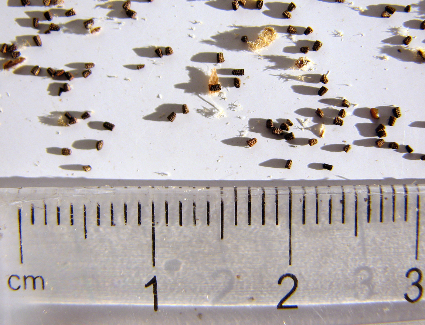 Image of genus Verbascum specimen.