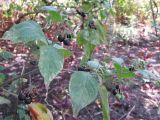 Solanum nigrum